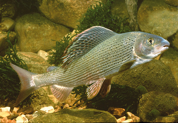 Fisch des Jahres 2011 - Die Äsche (Thymallus thymallus)