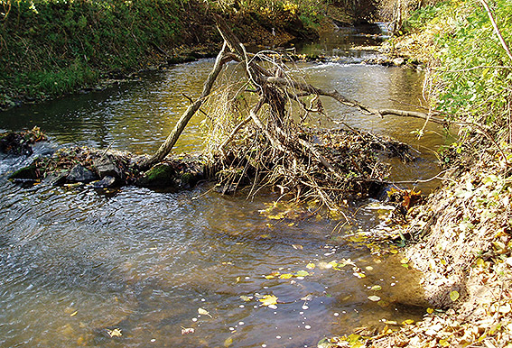 Bäche und Flüsse brauchen Totholz