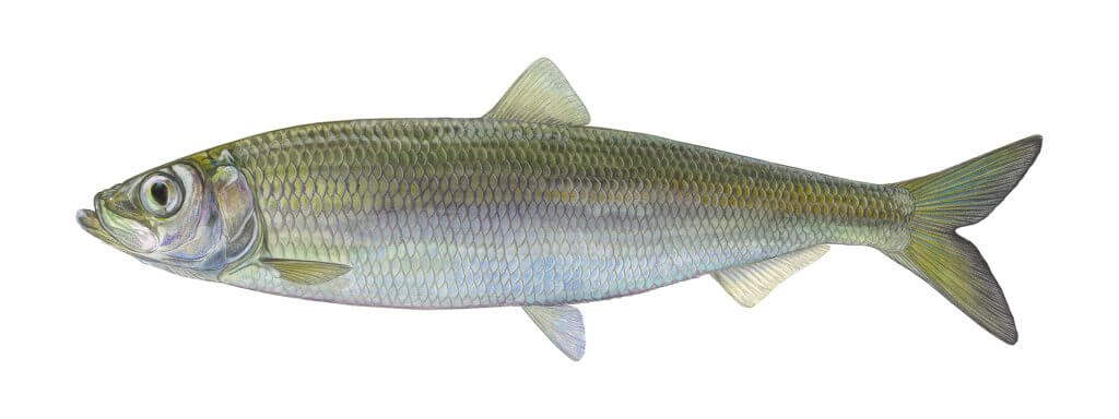 Fisch des Jahres 2021 - Atlantischer Hering (Clupea harengus)