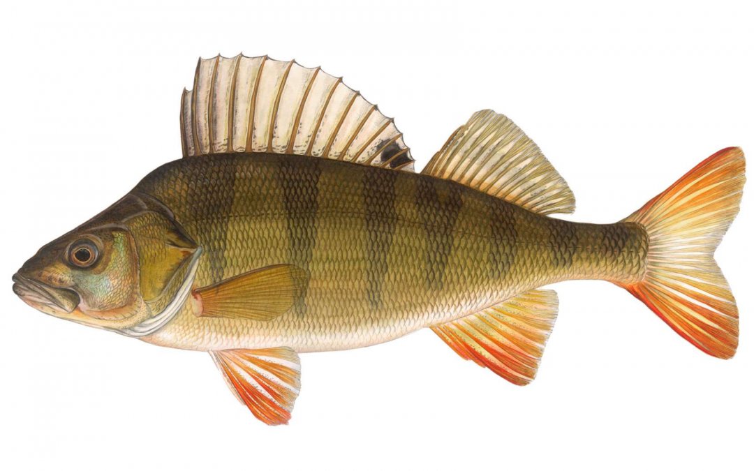 Fisch des Jahres 2023 – Der Flussbarsch (Perca fluviatilis)