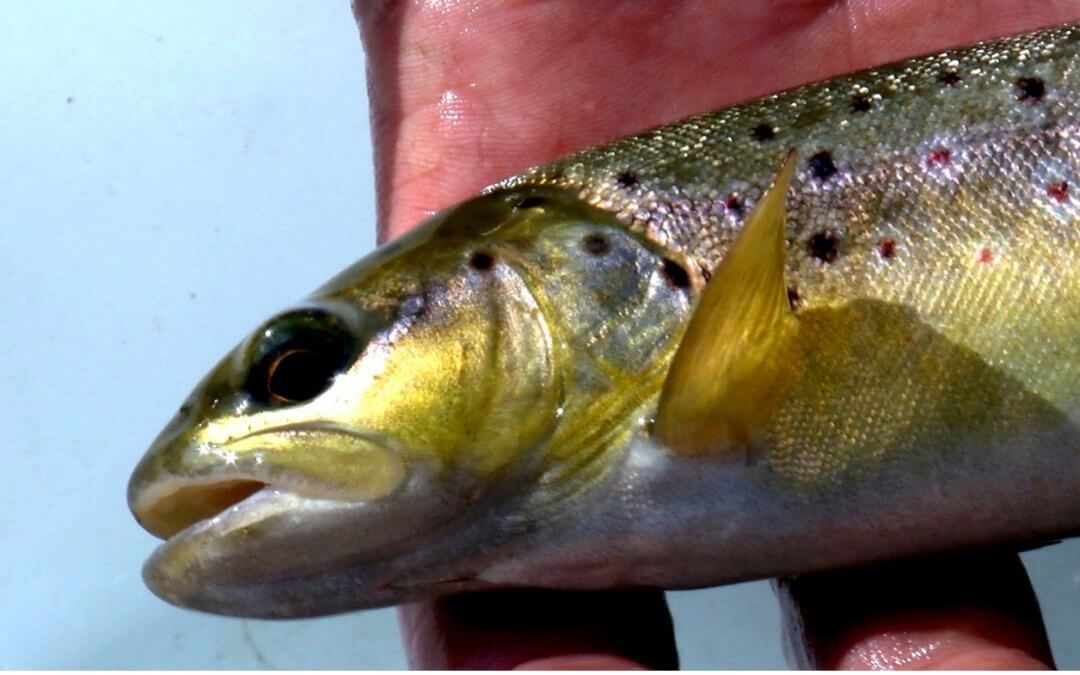 Tag der Fische in Deutschland – 22. August