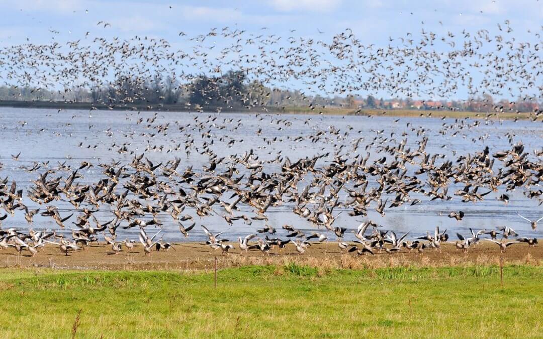 Geflügelpest – Betretungsverbot für das Hochwasserrückhaltebecken Straußfurt ab dem 23.10.2025