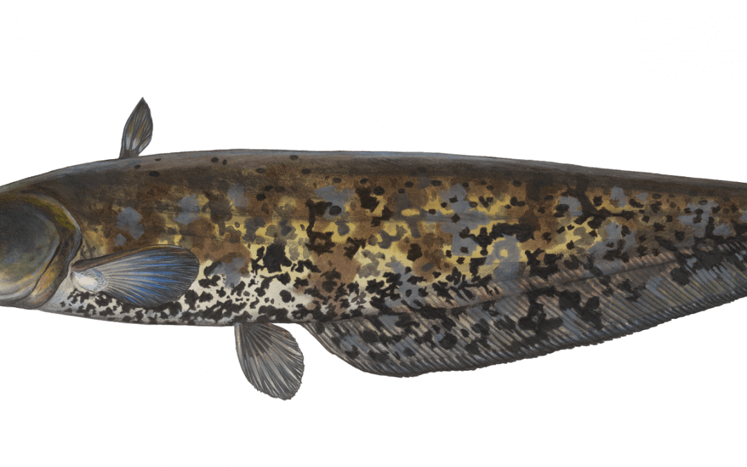 Der Europäische Wels ist „Fisch des Jahres 2026“