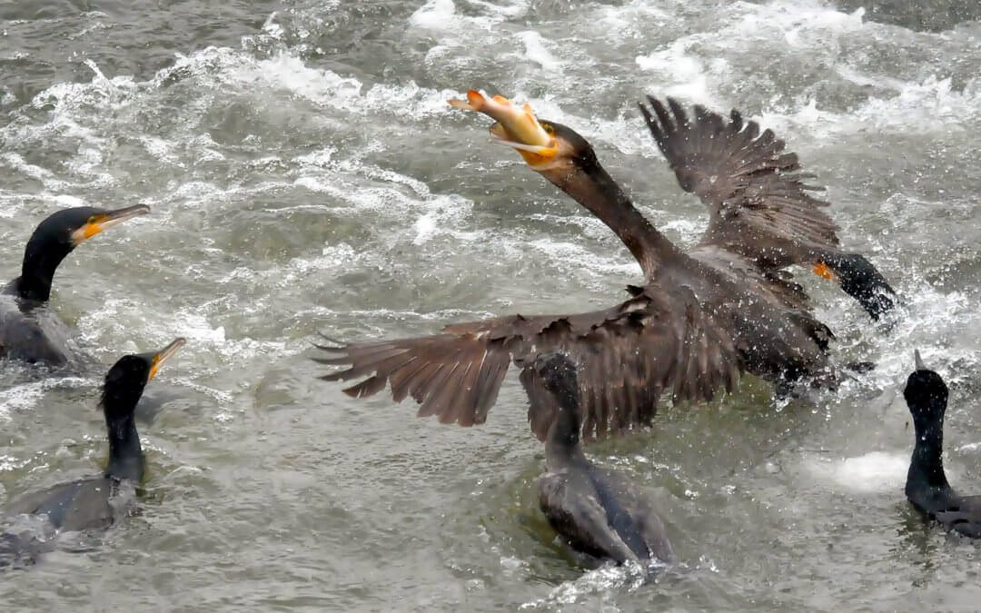 Kormoranbejagung in Thüringen: Rechtssicher handeln, Fischbestände schützen